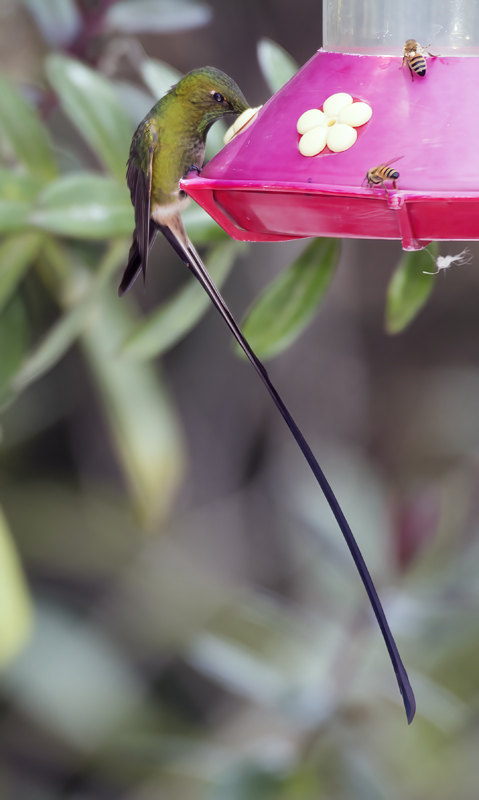 Black-tailed_Trainbearer_18_Ecuador_030