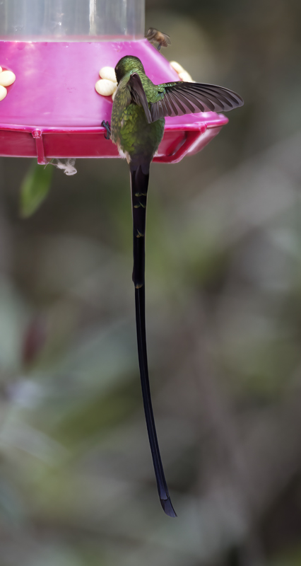 Black-tailed_Trainbearer_18_Ecuador_044