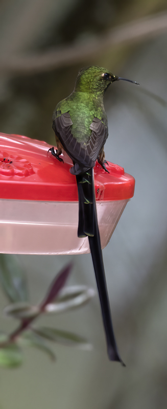 Black-tailed_Trainbearer_18_Ecuador_047