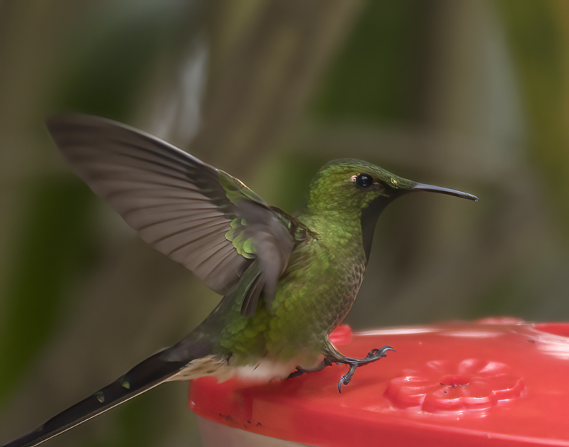 Black-tailed_Trainbearer_18_Ecuador_049