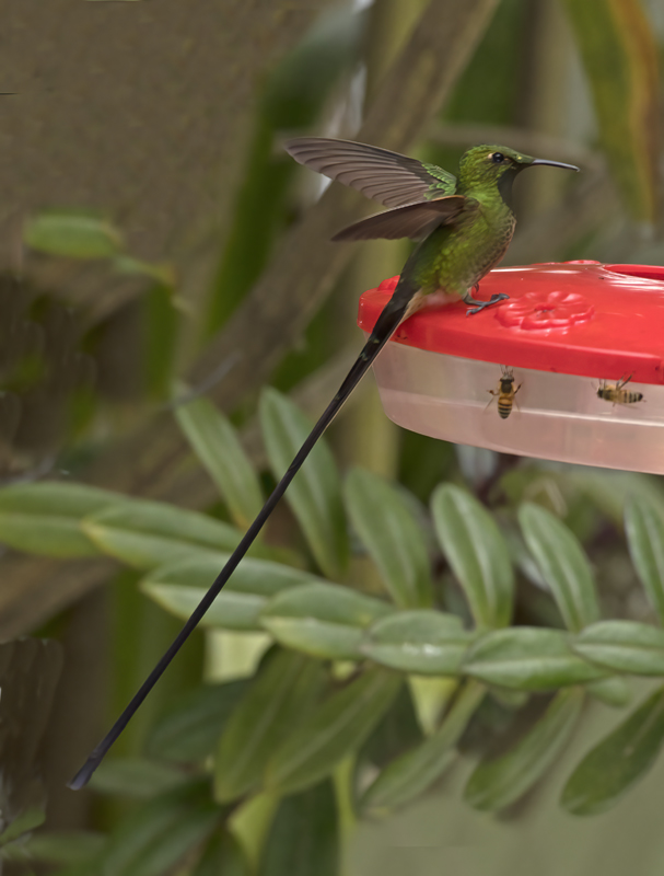 Black-tailed_Trainbearer_18_Ecuador_050