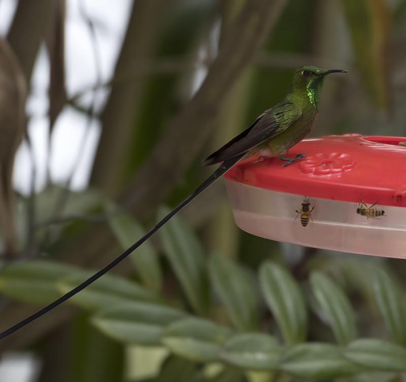 Black-tailed_Trainbearer_18_Ecuador_051