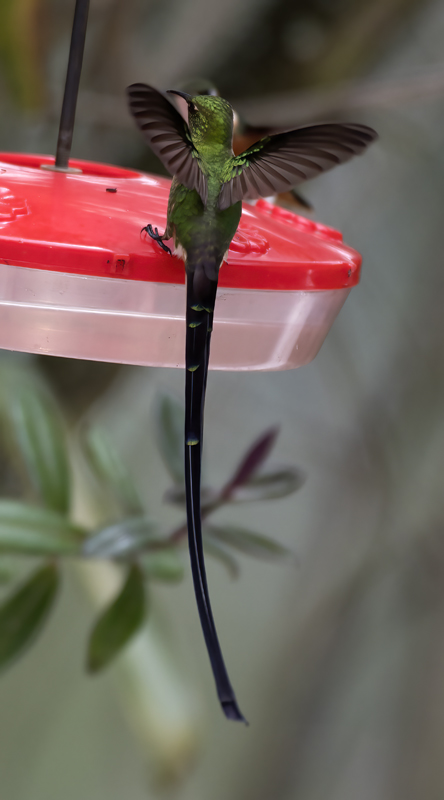 Black-tailed_Trainbearer_18_Ecuador_052