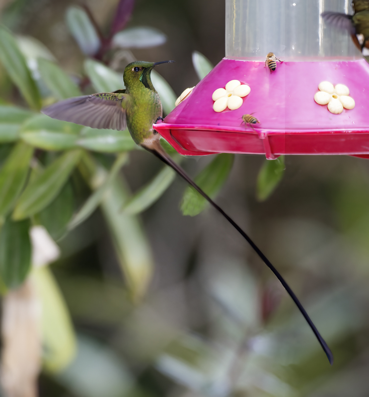 Black-tailed_Trainbearer_18_Ecuador_100