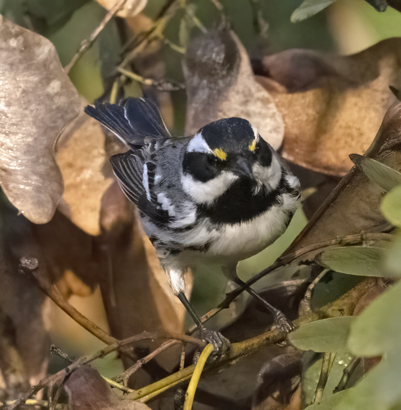 Black-throated_Gray_Warbler_22_CA_004