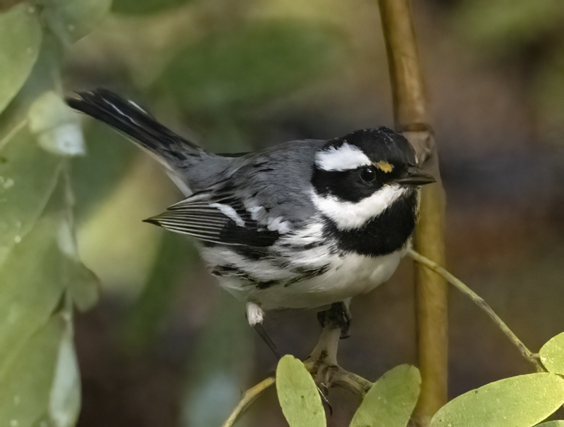 Black-throated_Gray_Warbler_22_CA_009