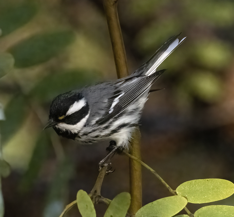 Black-throated_Gray_Warbler_22_CA_011