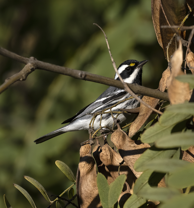 Black-throated_Gray_Warbler_22_CA_015