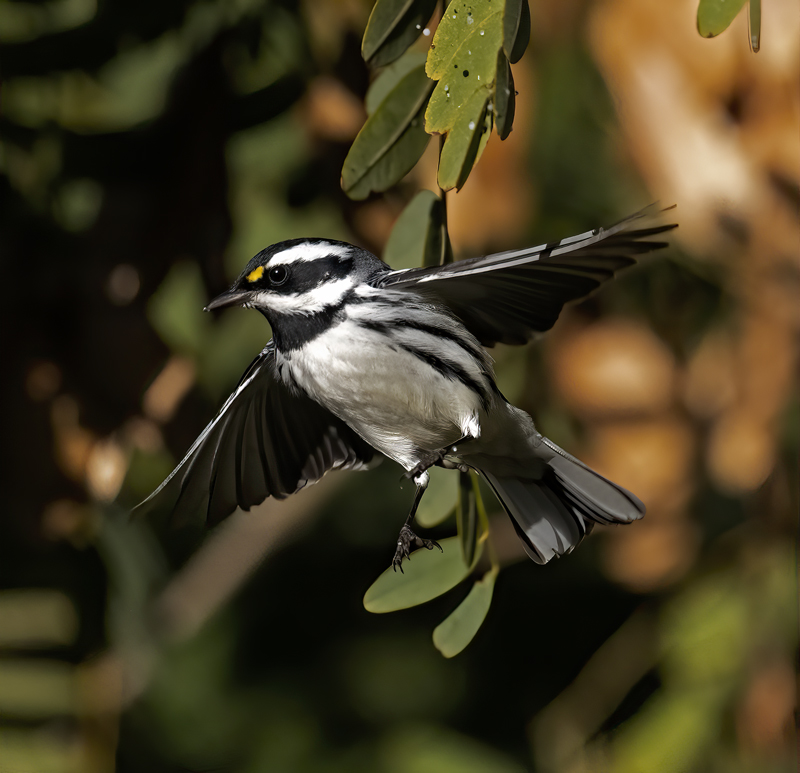 Black-throated_Gray_Warbler_22_CA_016