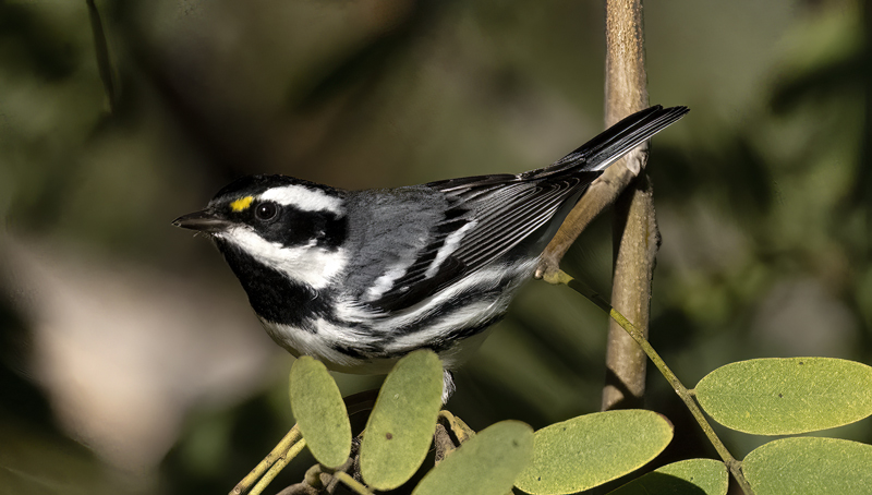 Black-throated_Gray_Warbler_22_CA_020