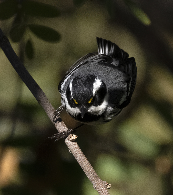 Black-throated_Gray_Warbler_22_CA_024