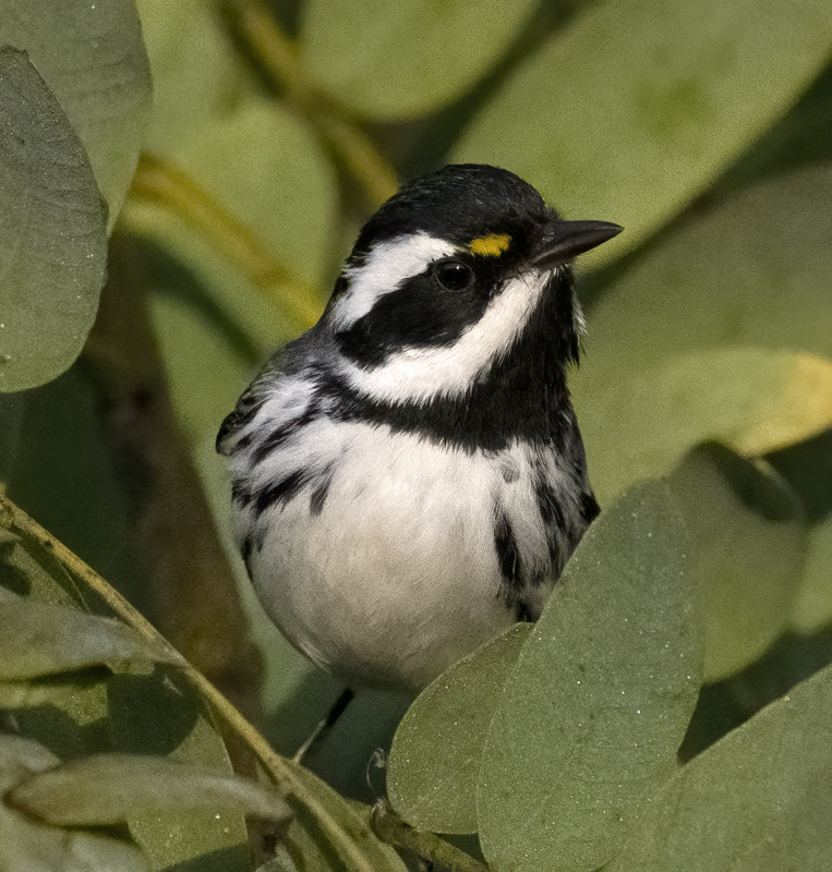 Black-throated_Gray_Warbler_22_CA_025