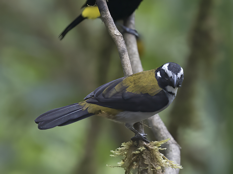 Black-winged_Saltator_18_Ecuador_005