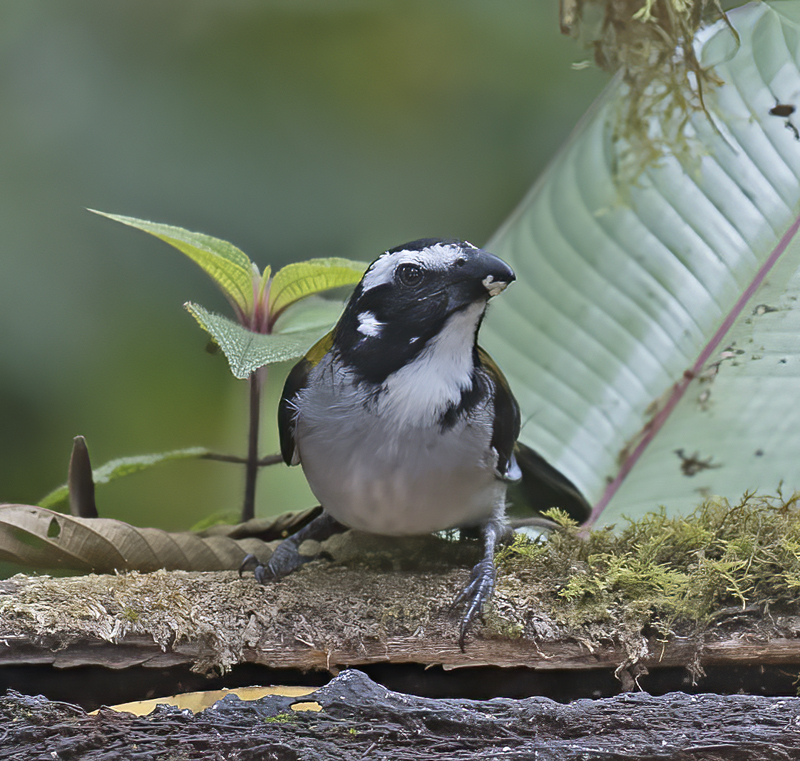 Black-winged_Saltator_18_Ecuador_010