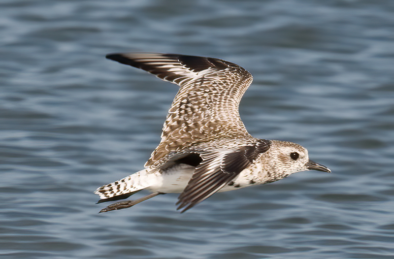 Black_Bellied_Plover_09_FL_010