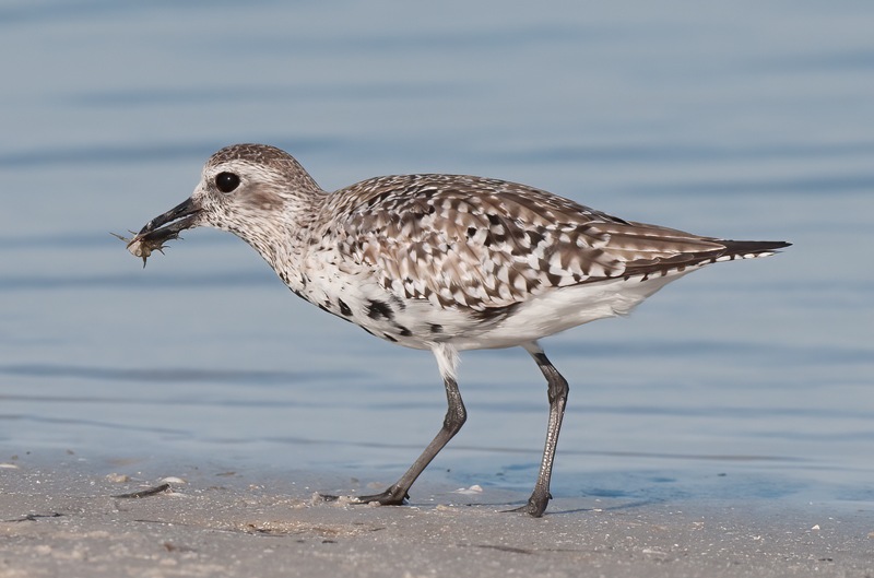 Black_Bellied_Plover_09_FL_027