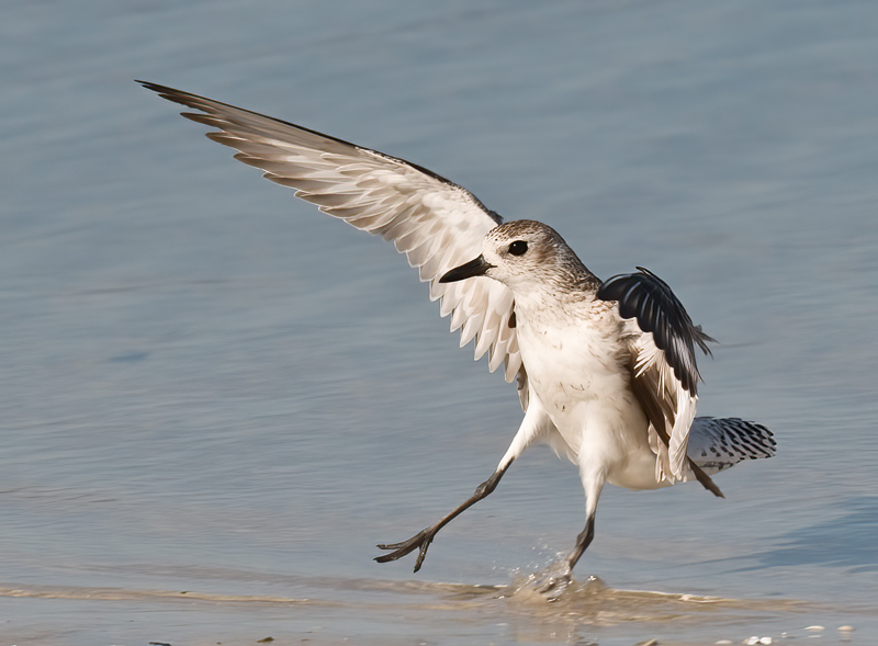 Black_Bellied_Plover_09_FL_043