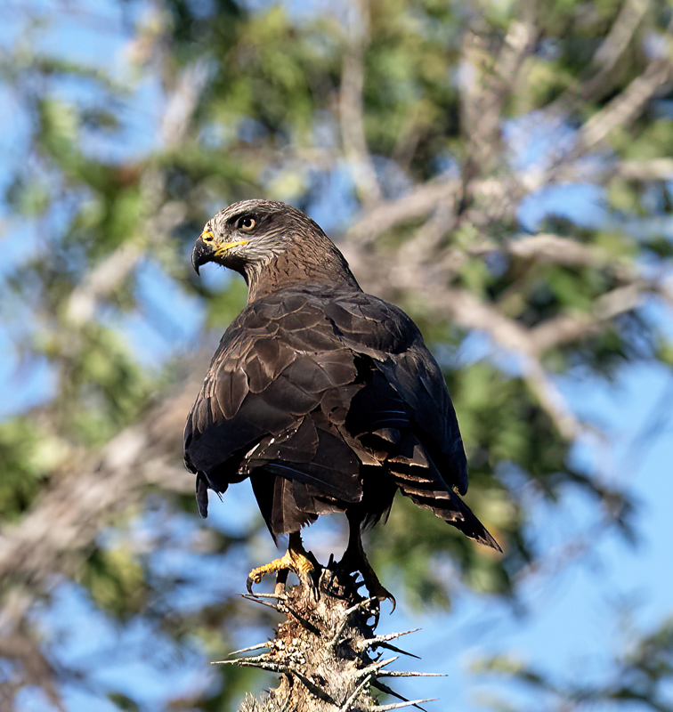 Black_Kite_24_Madagascar_006