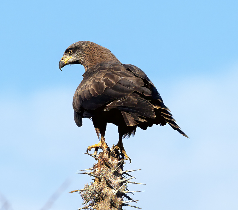 Black_Kite_24_Madagascar_008