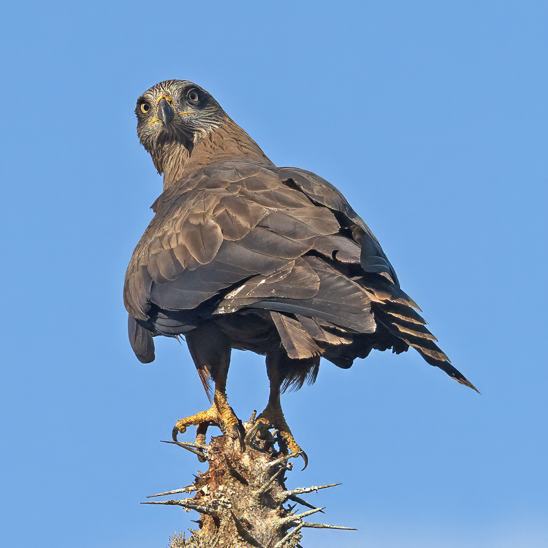 Black_Kite_24_Madagascar_017