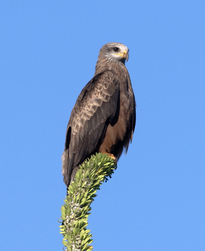 Black_Kite_24_Madagascar_025
