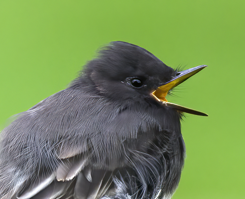 Black_Phoebe_11_CA_016