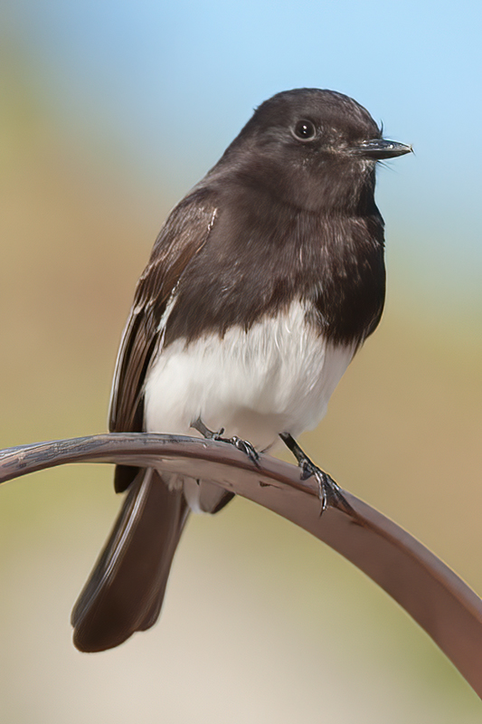 Black_Phoebe_14_CA_013