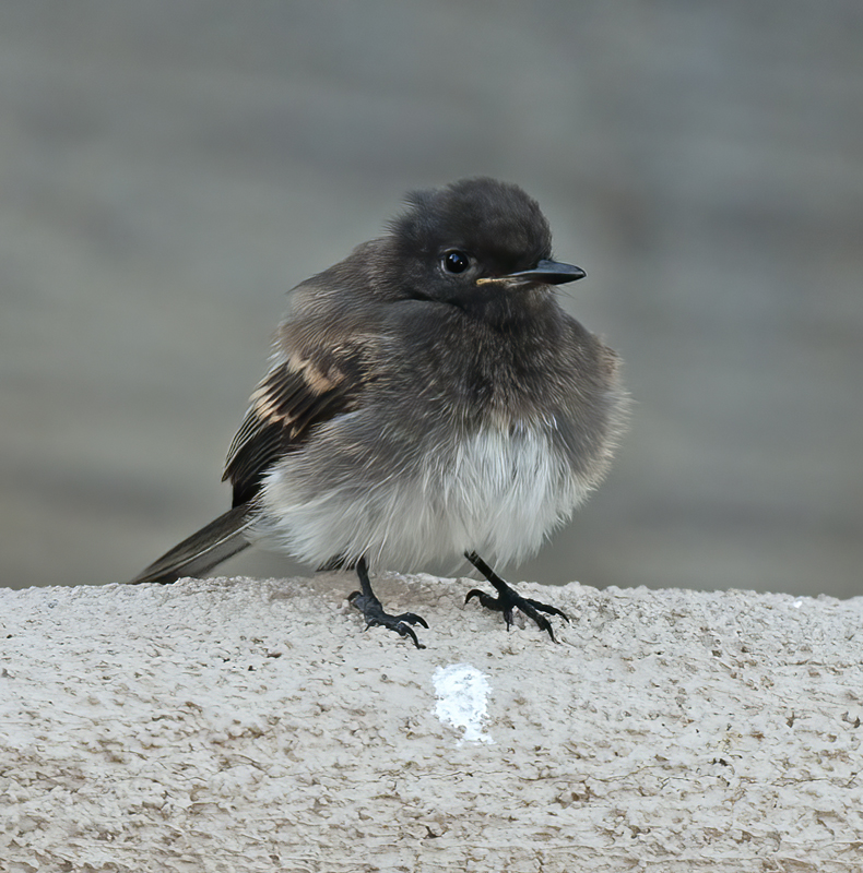 Black_Phoebe_14_CA_024