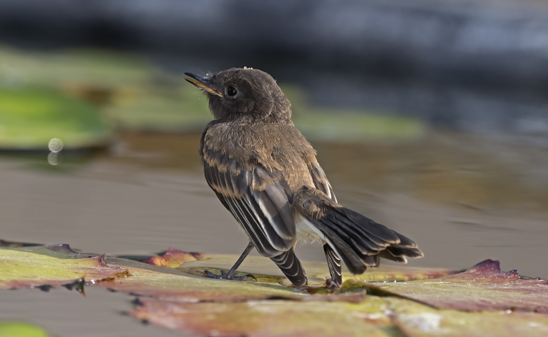 Black_Phoebe_16_CA_001
