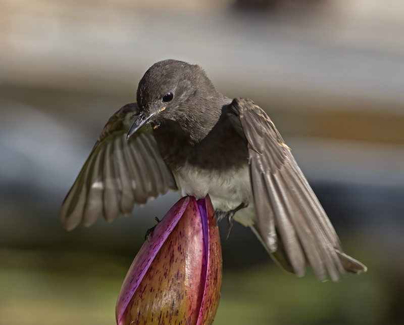 Black_Phoebe_16_CA_011