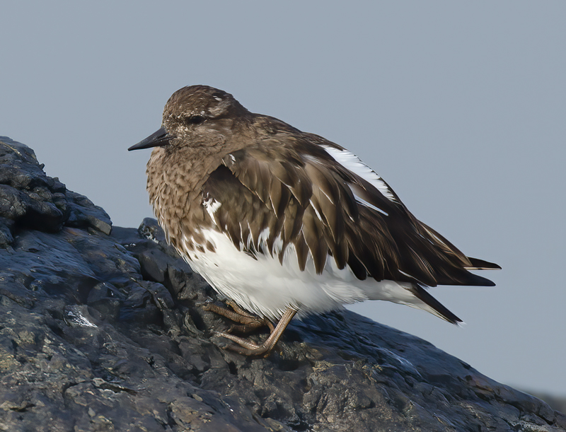Black_Turnstone_14_CA_006