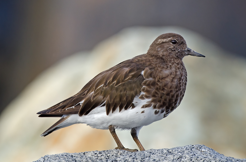 Black_Turnstone_14_CA_008