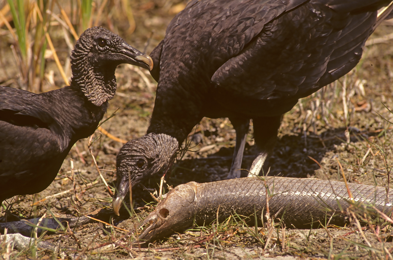 Black_Vulture_94_FL_003