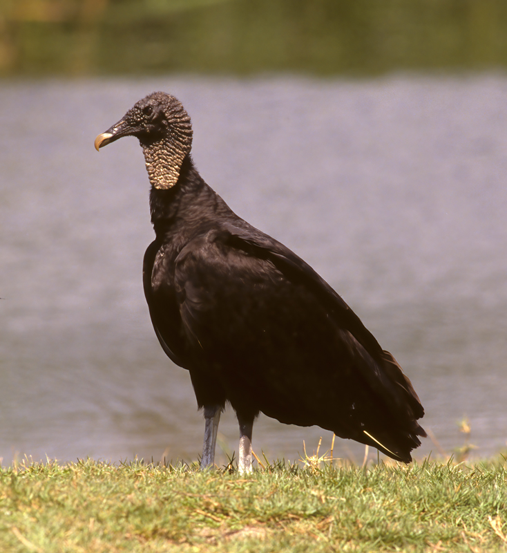 Black_Vulture_94_FL_005