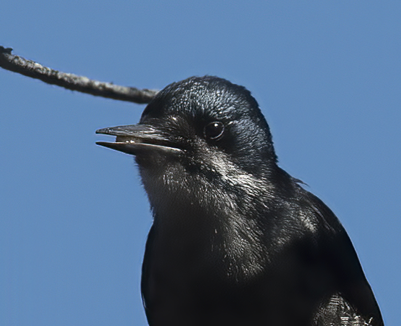 Black_backed_Woodpecker_17_OR_114