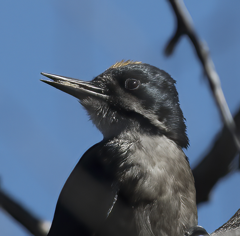 Black_backed_Woodpecker_17_OR_128