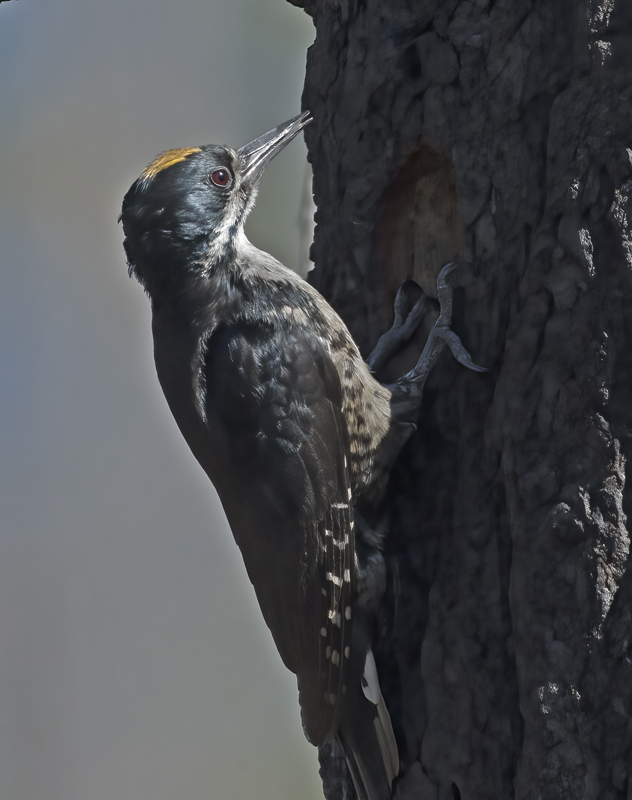 Black_backed_Woodpecker_17_OR_140