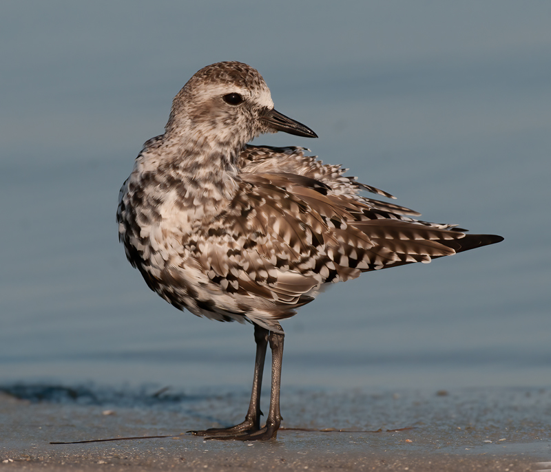 Black_bellied_Plover_10_FL_005
