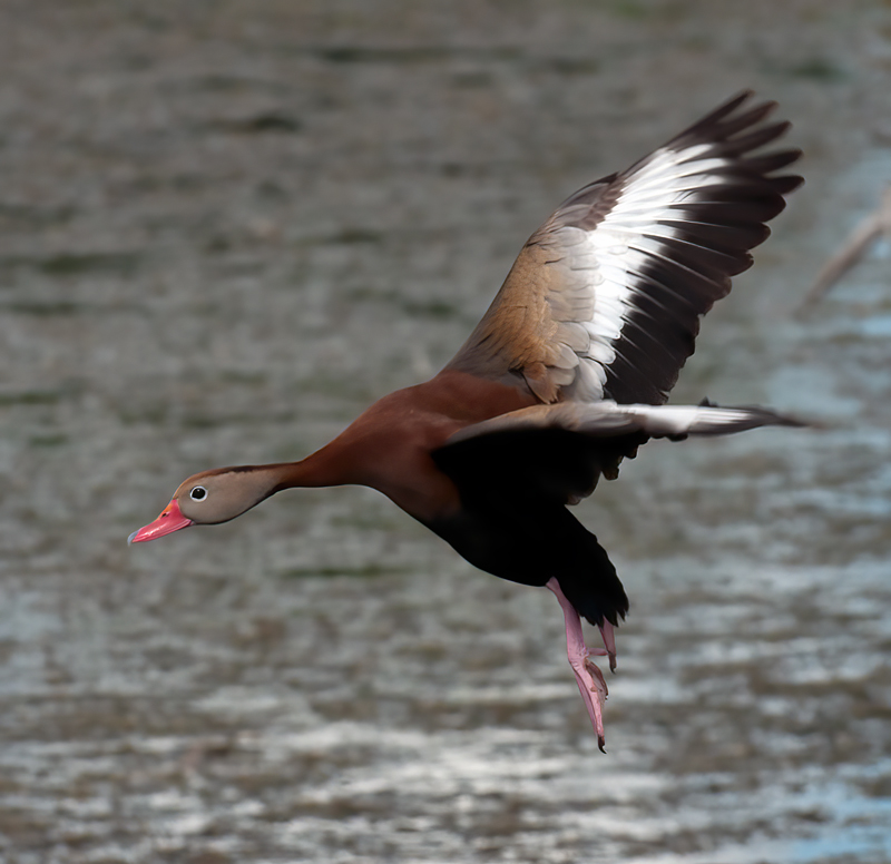Black_bellied_Whistling_Duck_10_FL_019