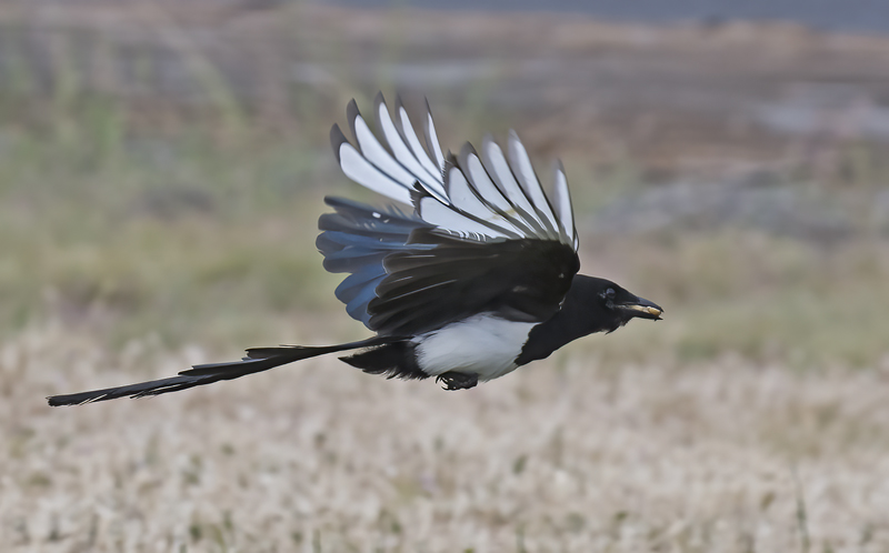 Black_billed_Magpie_17_OR_032