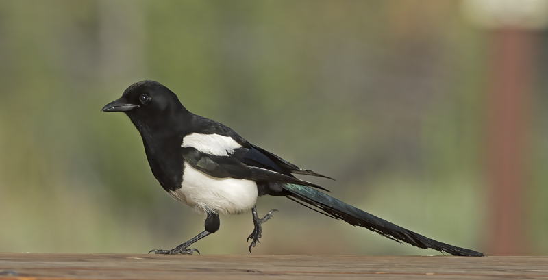 Black_billed_Magpie_17_OR_107