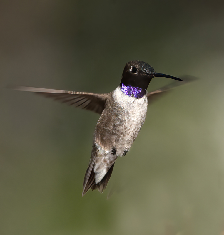 Black_chinned_Hummingbird_14_CA_049