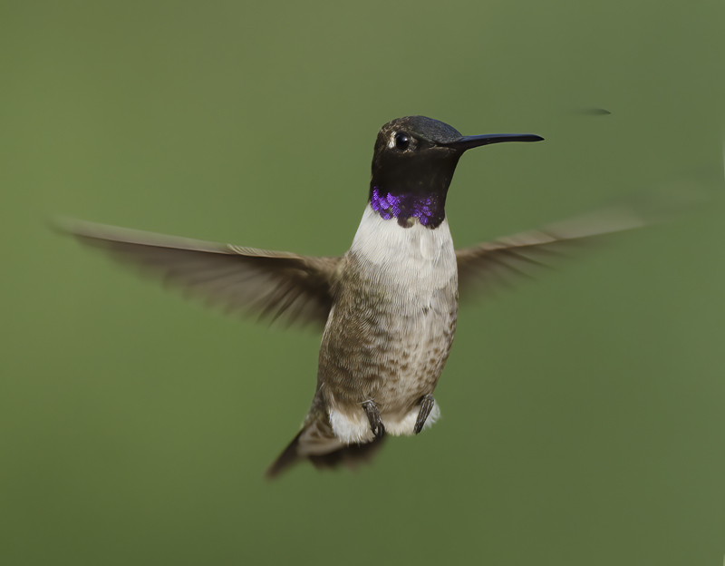 Black_chinned_Hummingbird_14_CA_077