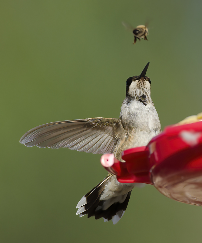 Black_chinned_Hummingbird_14_CA_092