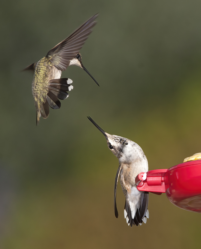 Black_chinned_Hummingbird_14_CA_096