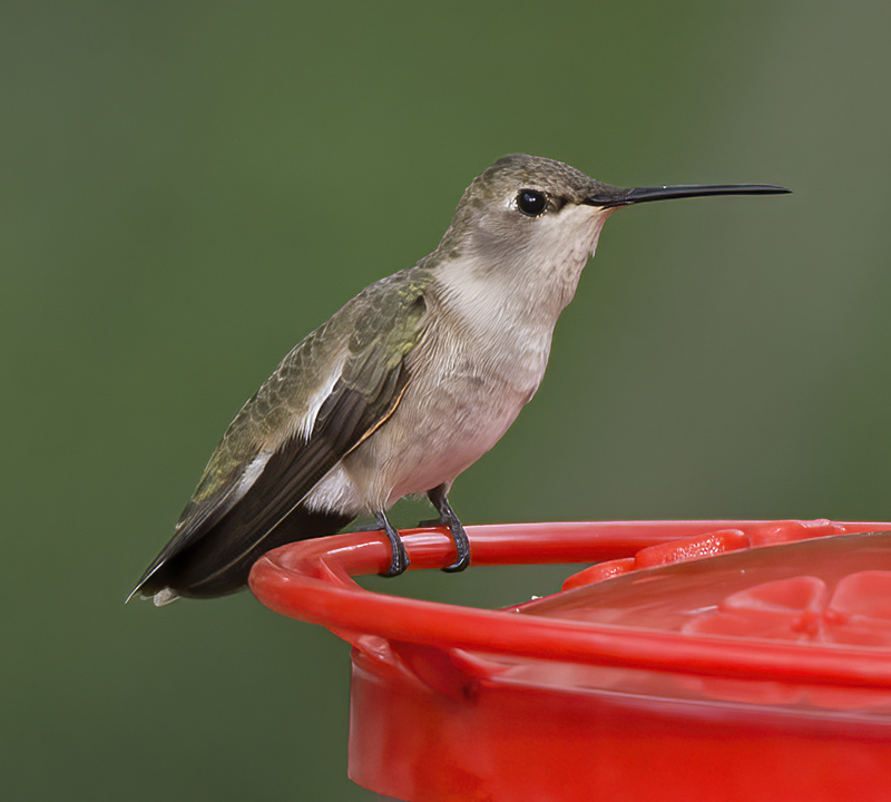 Black_chinned_Hummingbird_15_AZ_019