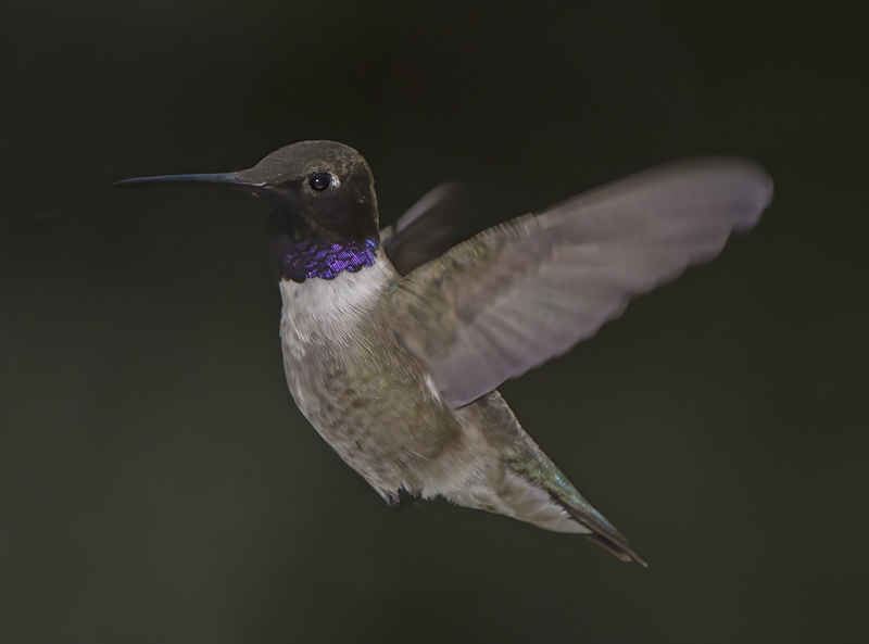 Black_chinned_Hummingbird_15_AZ_032