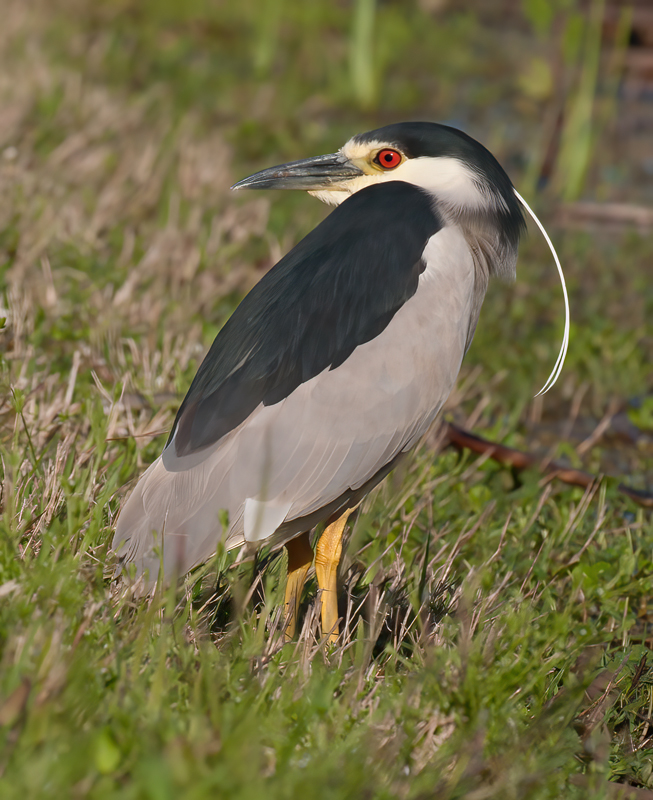 Black_crowned_Night_Heron_10_FL_027