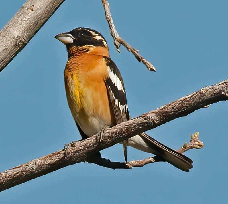 Black_headed_Grosbeak_13_CA_036