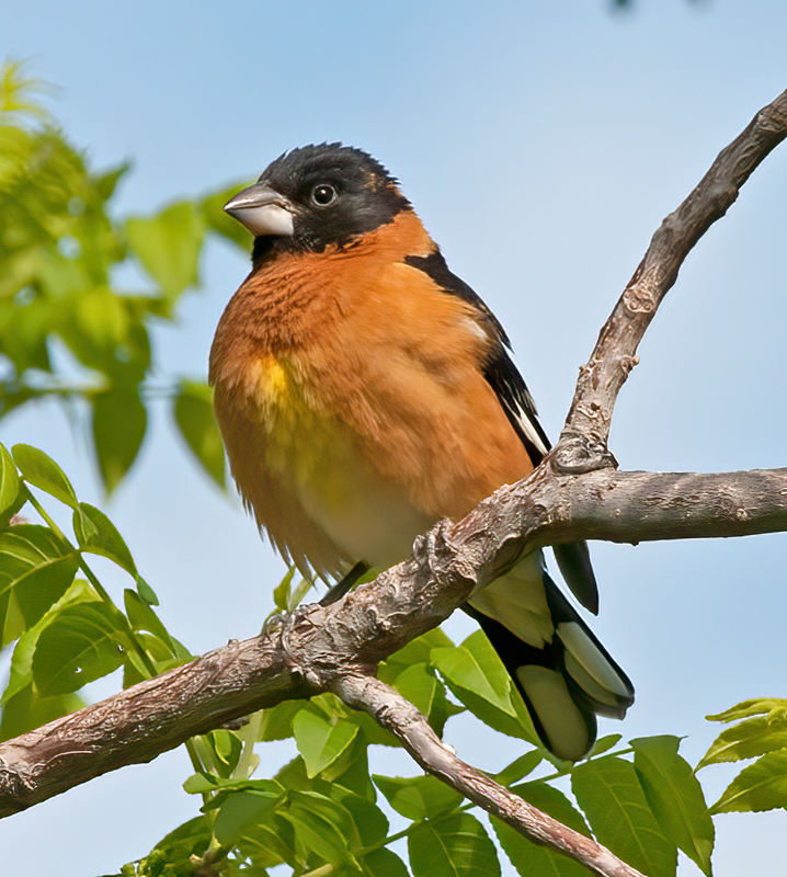 Black_headed_Grosbeak_13_CA_065